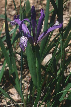 Iris graminea / Plum-scented Iris, I Puglia Mottola 11.5.1989