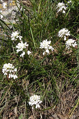 Iberis sempervirens \ Immergrne Schleifenblume / Perennial Candytuft, European Candytuft, I Liguria, Toirano 20.5.2013