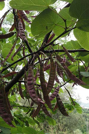 Cercis siliquastrum \ Judasbaum, I Passignano 1.6.2007