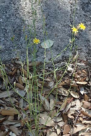 Chondrilla juncea / Rush Skeletonweed, I Liguria, Deiva Marina 30.9.2023