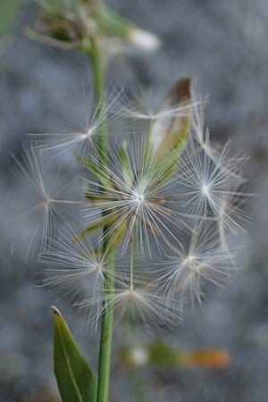 Chondrilla juncea \ Binsen-Knorpellattich, Groer Knorpellattich / Rush Skeletonweed, I Liguria, Deiva Marina 30.9.2023