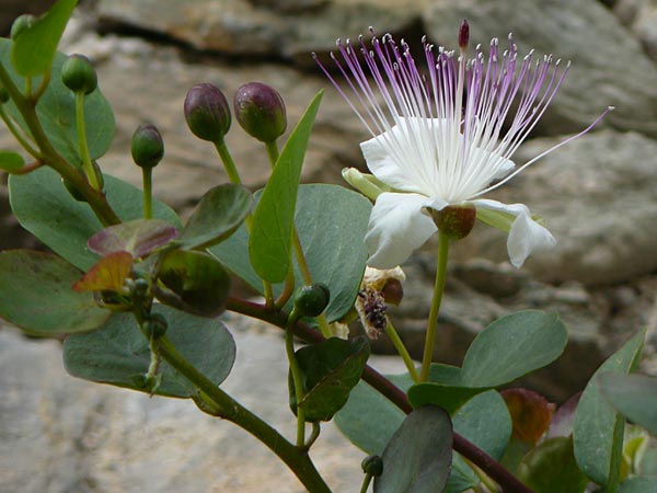 Capparis spinosa subsp. rupestris ? \ stlicher Kapernstrauch, I Liguria, Noli 25.5.2013