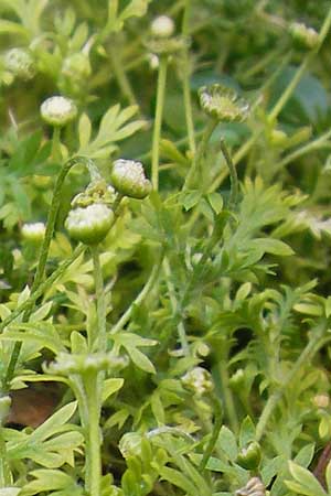 Cotula australis \ Australische Laugenblume, Fiederpolster, I Liguria, Borghetto Santo Spirito 20.5.2013