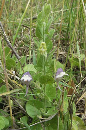 Kickxia commutata \ Verndertes Tnnelkraut / Perennial Fluellen, I Passignano 1.6.2007