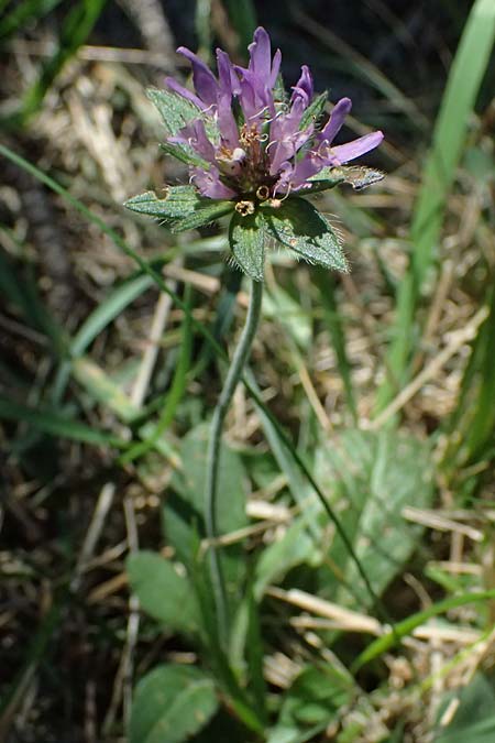 Knautia drymeia subsp. drymeia \ Ungarische Witwenblume, Balkan-Witwenblume, I Liguria, Monte Beigua 2.10.2023
