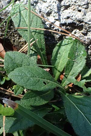 Knautia drymeia subsp. drymeia \ Ungarische Witwenblume, Balkan-Witwenblume, I Liguria, Monte Beigua 2.10.2023