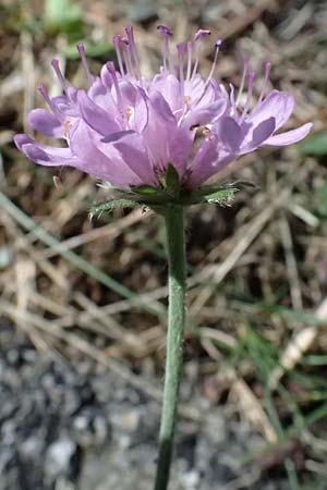 Knautia drymeia subsp. drymeia \ Ungarische Witwenblume, Balkan-Witwenblume, I Liguria, Monte Beigua 2.10.2023