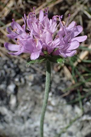 Knautia drymeia subsp. drymeia \ Ungarische Witwenblume, Balkan-Witwenblume / Hungarian Widow Flower, I Liguria, Monte Beigua 2.10.2023