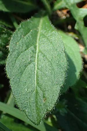 Knautia drymeia subsp. drymeia \ Ungarische Witwenblume, Balkan-Witwenblume, I Liguria, Monte Beigua 2.10.2023