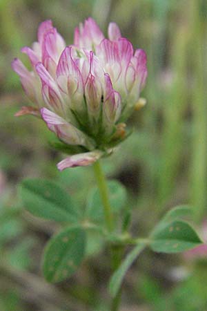 Trifolium echinatum ? \ Igel-Klee / Hedgehog Clover, Prickly Clover, I Passignano 1.6.2007