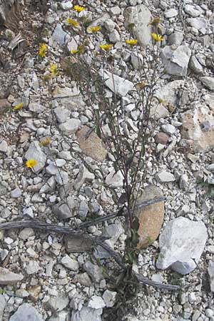 Buphthalmum salicifolium \ Weidenblttriges Ochsenauge, Rindsauge, I Sant' Anna d'Alfaedo 26.6.2010