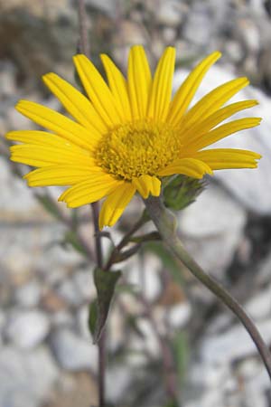 Buphthalmum salicifolium \ Weidenblttriges Ochsenauge, Rindsauge, I Sant' Anna d'Alfaedo 26.6.2010