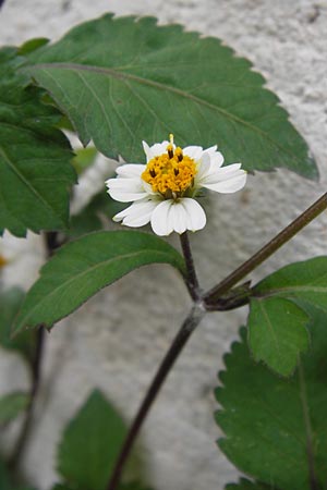 Bidens pilosa \ Behaarter Zweizahn / Cobbler's Pegs, Spanish Needle, I Liguria, Loano 28.5.2013