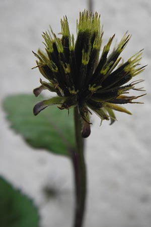 Bidens pilosa \ Behaarter Zweizahn / Cobbler's Pegs, Spanish Needle, I Liguria, Loano 28.5.2013