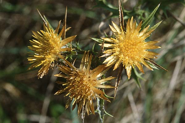 Carlina corymbosa \ Doldige Golddistel, I Passignano 17.9.1996