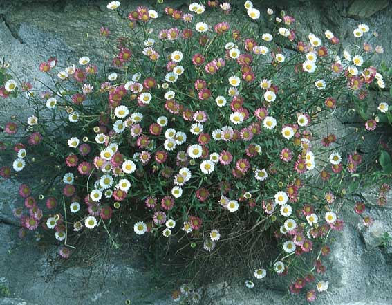 Erigeron karvinskianus \ Karwinskis Berufkraut, I Comer See 16.5.2004