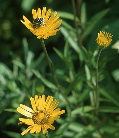 Buphthalmum salicifolium \ Weidenblttriges Ochsenauge, Rindsauge / Yellow Ox-Eye, I Friaul/Friuli, Tagliamento Tal / Valley 2.6.2004