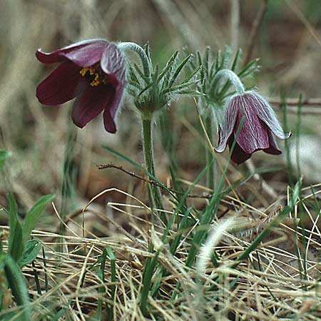 Pulsatilla montana subsp. montana / Mountain Pasque-Flower, I Terlago 12.4.1993
