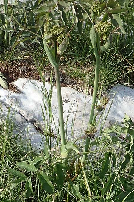 Laserpitium gaudinii \ Gaudins Laserkraut / Gaudin's Sermountain, I Alpi Bergamasche, Pizzo Arera 9.6.2017