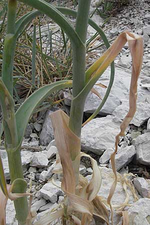 Allium ampeloprasum \ Sommer-Lauch / Wild Leek, I Ancona 29.5.2007