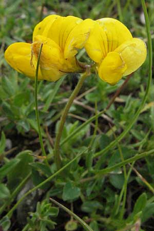 Lotus alpinus \ Alpen-Hornklee, I Campo Imperatore 5.6.2007