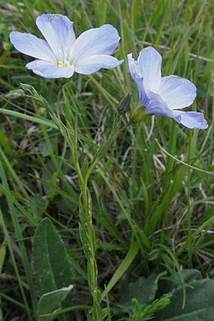 Linum austriacum \ sterreicher Lein / Austrian Flax, I Norcia 7.6.2007