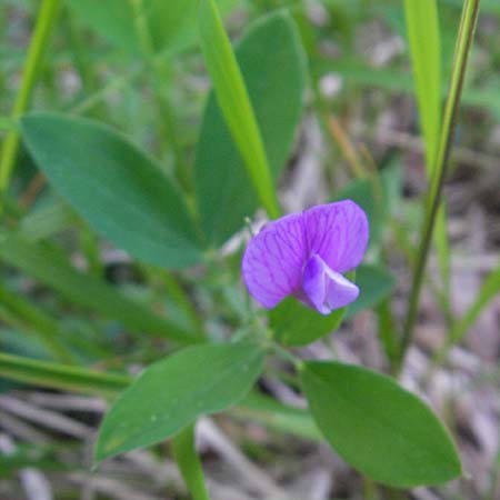 Lathyrus linifolius \ Berg-Platterbse, I Liguria, Sassello 22.5.2010