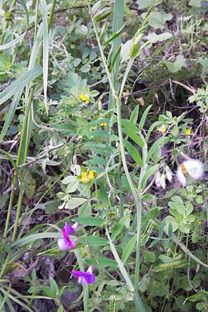 Lathyrus clymenum \ Purpur-Platterbse, I Finale Ligure 22.5.2013