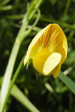 Lathyrus annuus \ Einjhrige Platterbse / Fodder Pea, I Liguria, Ceriale 24.5.2013