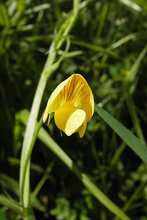 Lathyrus annuus \ Einjhrige Platterbse, I Liguria, Ceriale 24.5.2013