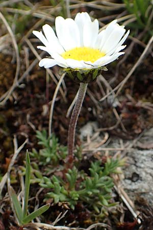 Leucanthemopsis alpina \ Alpen-Margerite / Alpine Moon Daisy, I Passo San Marco 10.6.2017