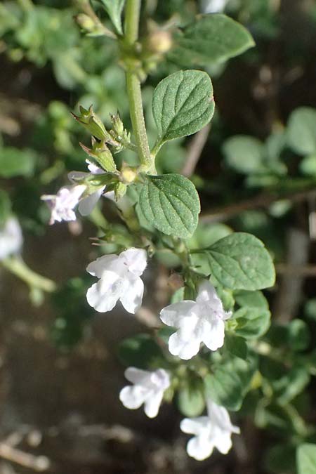 Clinopodium calamintha \ Kleinbltige Bergminze, I Liguria, Cinque Terre 28.9.2023