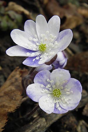 Hepatica nobilis \ Leberblmchen, I Eppan 24.3.2013