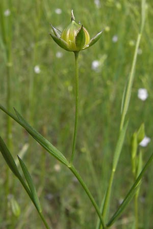 Linum bienne \ Zweijhriger Lein, I Liguria, Piana Crixia 21.5.2013