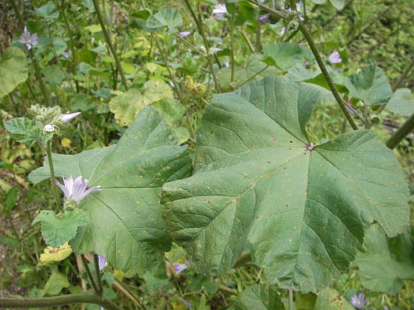 Malva multiflora \ Kretische Strauchpappel, I Liguria, Castelvecchio di Rocca Barbena 19.5.2013