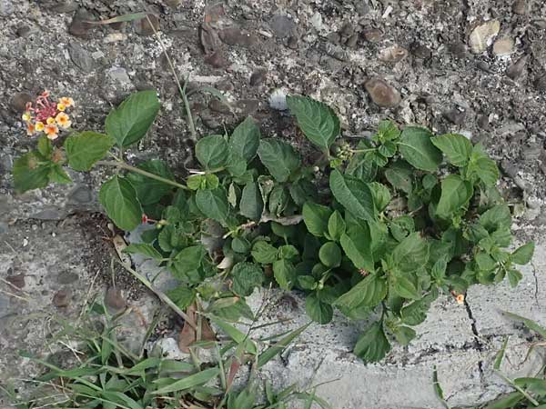 Lantana camara \ Wandelrschen, I Liguria, Cinque Terre 28.9.2023