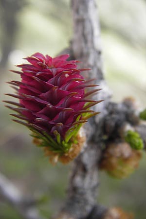 Larix decidua \ Europische Lrche / European Larch, I Liguria, Imperia, Monte Saccarello 29.5.2013