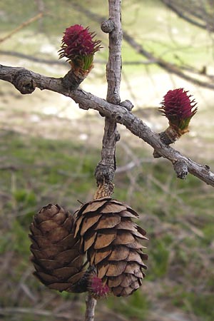 Larix decidua \ Europische Lrche, I Liguria, Imperia, Monte Saccarello 29.5.2013