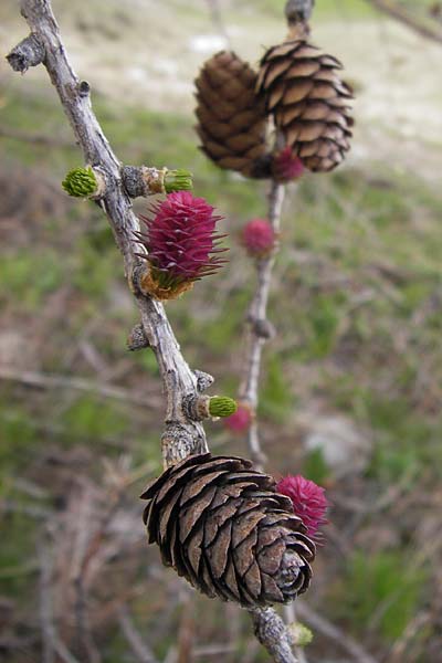 Larix decidua / European Larch, I Liguria, Imperia, Monte Saccarello 29.5.2013