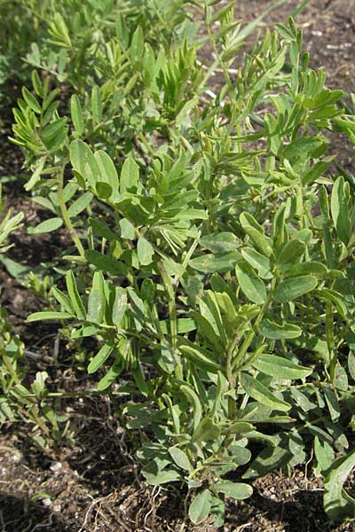 Vicia lens \ Linse / Lentil, I Monti Sibillini 8.6.2007