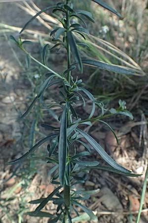 Lepidium graminifolium \ Grasblttrige Kresse, I Liguria, Sestri Levante 3.10.2023