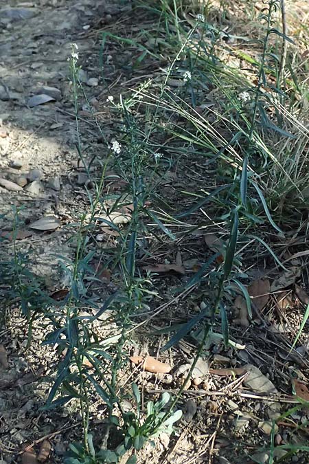 Lepidium graminifolium \ Grasblttrige Kresse / Tall Pepperwort, I Liguria, Sestri Levante 3.10.2023