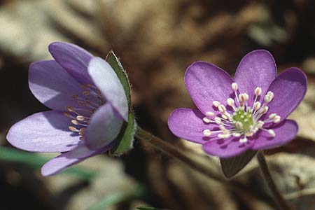 Hepatica nobilis \ Leberblmchen, I Terlago 9.4.1993