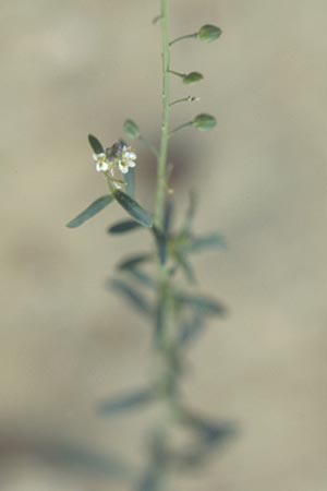 Lepidium graminifolium \ Grasblttrige Kresse / Tall Pepperwort, I Gardasee, Bardolino / Lago del Benaco, Bardolino 9.9.2007