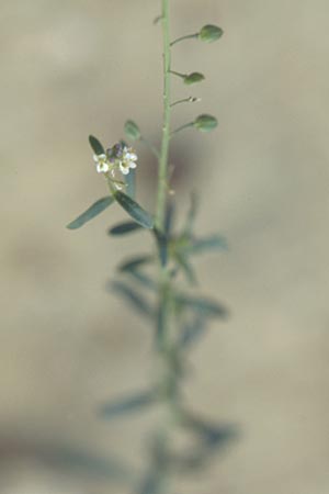 Lepidium graminifolium \ Grasblttrige Kresse, I Gardasee, Bardolino 9.9.2007