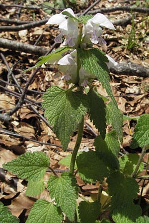 Lamium flexuosum \ Biegsame Taubnessel, I Norcia 7.6.2007