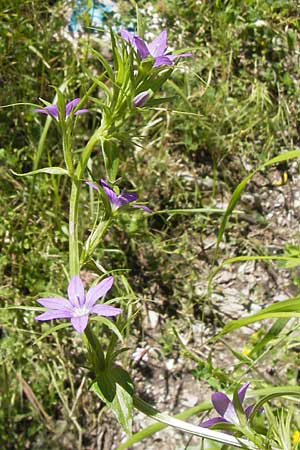 Legousia falcata \ Sichel-Frauenspiegel, I Finale Ligure 22.5.2013