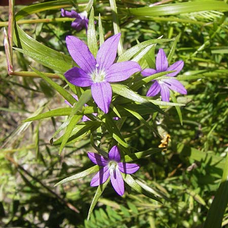 Legousia falcata \ Sichel-Frauenspiegel / Spicate Venus' Looking-Glass, I Finale Ligure 22.5.2013