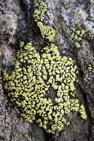 Rhizocarpon geographicum \ Landkarten-Flechte / Map Lichen, I Liguria, Monte Beigua 24.5.2013