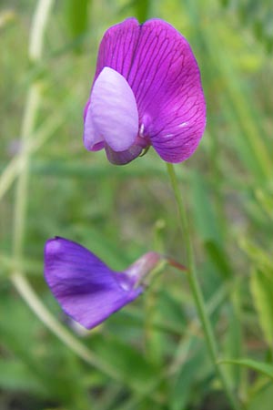 Lathyrus clymenum \ Purpur-Platterbse / Crimson Pea, I Liguria, Piana Crixia 21.5.2013